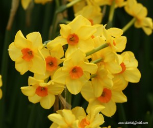 Types of daffodils: The jonquil flower - Dutch Daffodils