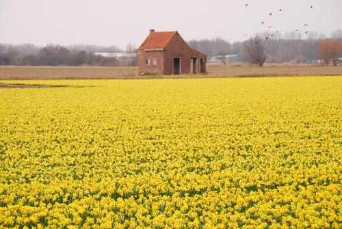 Daffodil Poem Dutch Daffodils