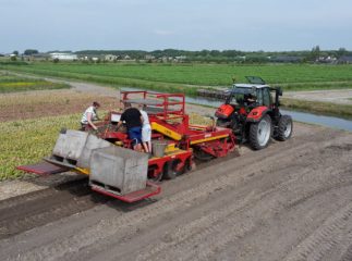 harvesting the tulips