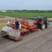 harvesting the tulips