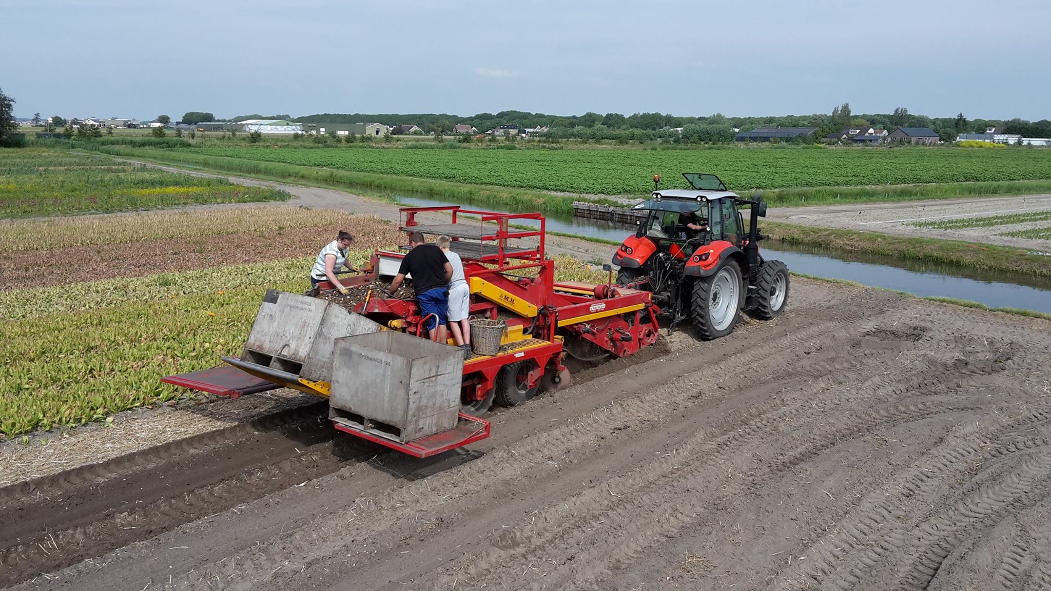 harvesting the tulips