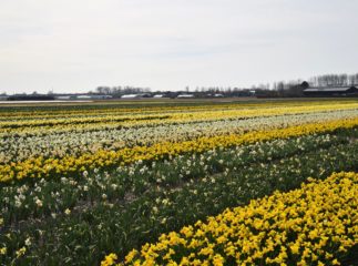 spring fields