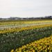 spring fields