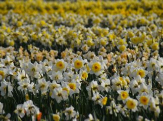 blooming flower fields