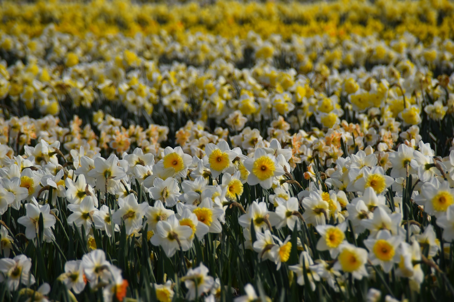 blooming flower fields