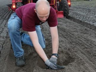 planting flower bulbs