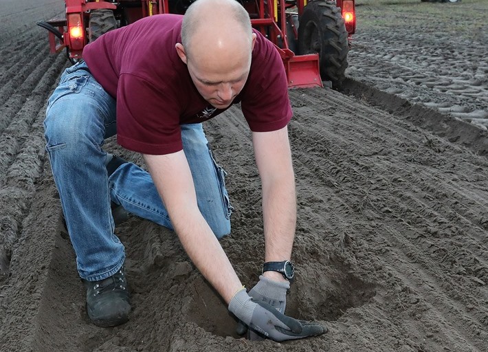 planting flower bulbs