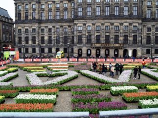 National Tulip Day