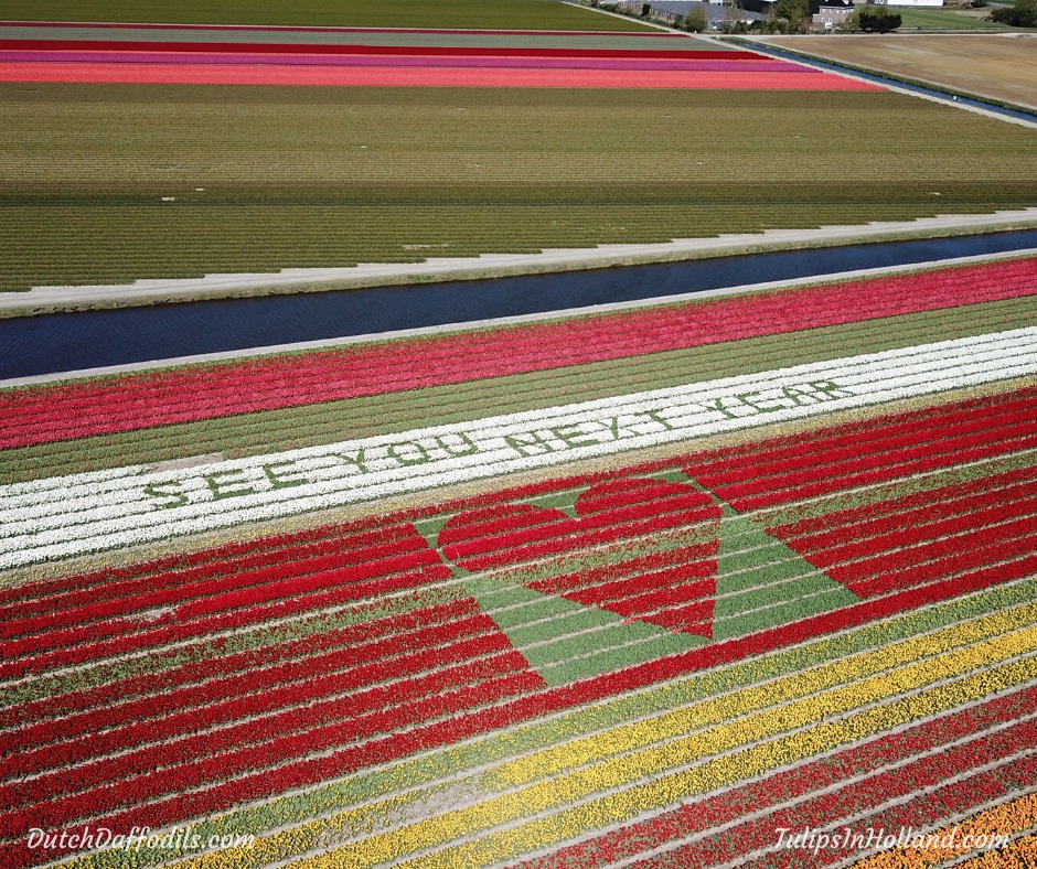 corona tulips daffodils